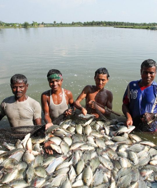 Fisheries Development Program1